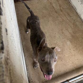 Jim -  American Staffordshire Terrier Dog for Adoption in Edinburg, Texas - Jim | PetCurious