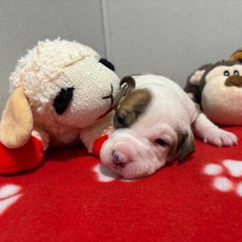 Hound and Mixed Breed Dogs Available for Adoption in Tampa, Florida - Birdie 2 | PetCurious
