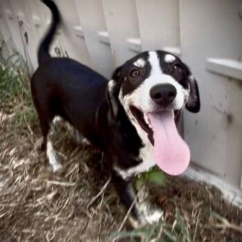 Dakota -  Black Mouth Cur and Terrier Dog for Adoption in Queen City, Texas - Dakota | PetCurious