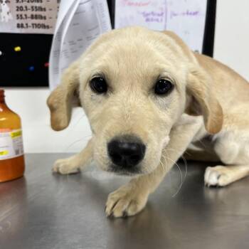 Retriever Dogs Available for Adoption in Parrish, Alabama - Rosie | PetCurious