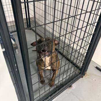 Toasted Bread -  Boxer and Mixed Breed Dog for Adoption in St. Louis, Missouri - Toasted Bread | PetCurious