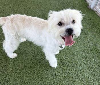 Gretchen -  Terrier Dog for Adoption in Canutillo, Texas - Gretchen | PetCurious