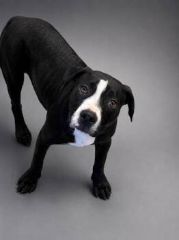 Sam -  Pit Bull Terrier and Mixed Breed Dog for Adoption in Bowling Green, Kentucky - Sam | PetCurious