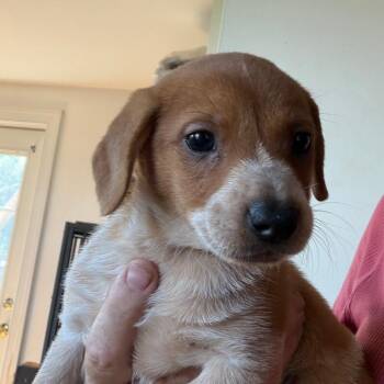 Dumpling -  Dachshund and Yorkshire Terrier Dog for Adoption in Partlow, Virginia - Dumpling | PetCurious