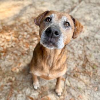 Mixed Breed Dogs Available for Adoption - Xena | PetCurious
