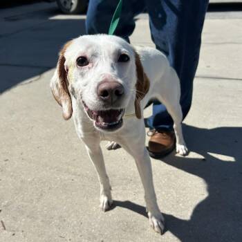 Hound Dogs Available for Adoption - Valentine | PetCurious