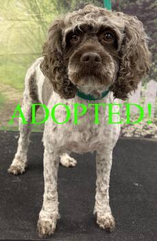 Cockapoo Dogs Available for Adoption in Westminster, Maryland - Daisy | PetCurious