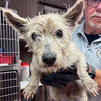 Isabelle -  Terrier Dog Available for Adoption in Salisbury, Maryland - Isabelle | PetCurious