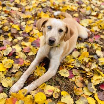 Rescue Labrador Retriever Dogs for Adoption in Brownsboro, Alabama - Abigail | PetCurious