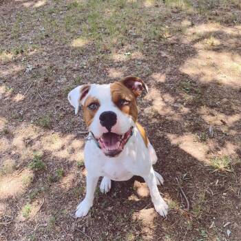 Rescue Pit Bull Terrier Dogs for Adoption in Yukon, Oklahoma - Prince | PetCurious