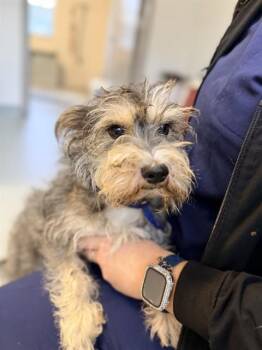 TWIZZLER -  Schnauzer Dog for Adoption in St. Cloud, Florida - TWIZZLER | PetCurious