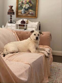 Australian Cattle Dog Blue Heeler Dogs Available for Adoption in Rosenberg, Texas - Bindi | PetCurious