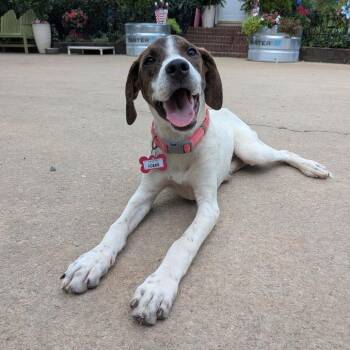 Icee -  Hound Dog for Adoption in Wake Forest, North Carolina - Icee | PetCurious
