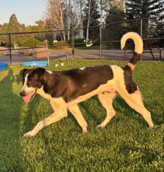 Ryder -  Border Collie Dog for Adoption in Montrose, Colorado - Ryder | PetCurious