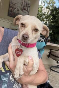 Pokey -  Chihuahua and Terrier Dog for Adoption in Richmond, Texas - Pokey | PetCurious