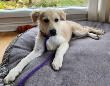 Rescue Great Pyrenees Dogs for Adoption in Bothell, Washington - Patsy | PetCurious