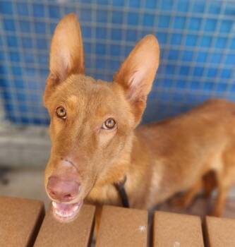 German Shepherd Dog and Ibizan Hound Smooth Dogs Available for Adoption - Bolt | PetCurious