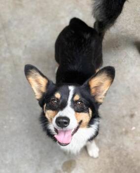 Cardigan Welsh Corgi and Mixed Breed Dogs Available for Adoption in Bowling Green, Kentucky - Mouse | PetCurious