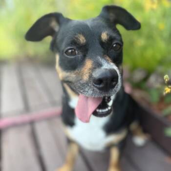 REBA (635) -  Dachshund and Miniature Pinscher Dog for Adoption in Indiantown, Florida - REBA (635) | PetCurious