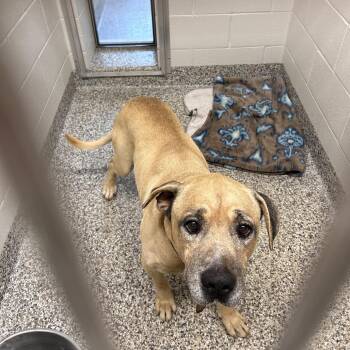 Zeus -  English Bulldog Dog for Adoption in Morganton, North Carolina - Zeus | PetCurious