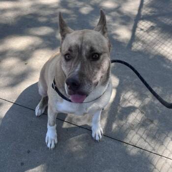 Beetlejuice -  Shepherd and Mixed Breed Dog for Adoption in Beaumont, Texas - Beetlejuice | PetCurious
