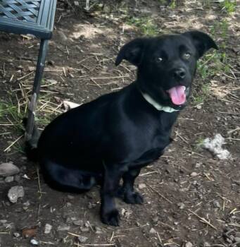 Esty -  Terrier Dog Available for Adoption in Lexington, Kentucky - Esty | PetCurious