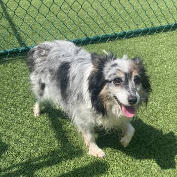 Olive 3102 -  Mixed Breed Dog for Adoption in Loxahatchee Groves, Florida - Olive 3102 | PetCurious