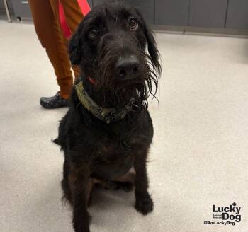 Hank -  Schnauzer Dog for Adoption in Washington, District Of Columbia - Hank | PetCurious