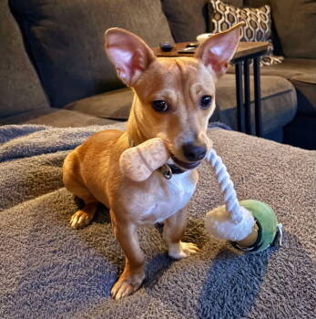 Rescue Mixed Breed Dogs for Adoption in Shelburne, Vermont - Jefe | PetCurious