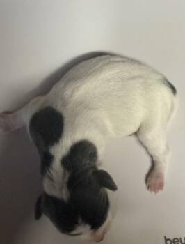 Toy Fox Terrier and Chihuahua Dogs Available for Adoption - Zima | PetCurious