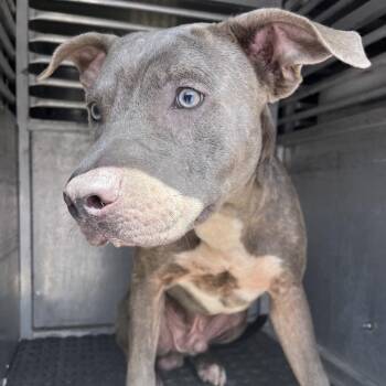 Raymond -  Pit Bull Terrier and Mixed Breed Dog for Adoption in Edinburg, Texas - Raymond | PetCurious