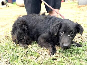 Flat Coated Retriever Dogs Available for Adoption in Fosters, Alabama - PROMISE | PetCurious