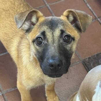 Juniper -  Shepherd and Mixed Breed Dog for Adoption in Jefferson, New Jersey - Juniper | PetCurious