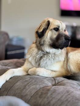 Johnny Bear DFW -  Great Pyrenees Dog for Adoption in Quinlan, Texas - Johnny Bear DFW | PetCurious