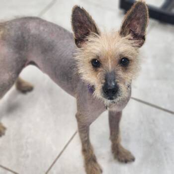 Chihuahua Dogs Available for Adoption - Macho | PetCurious