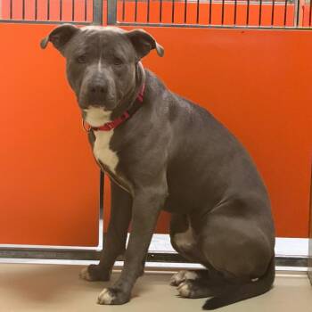 Pit Bull Terrier Dogs Available for Adoption - Bam | PetCurious