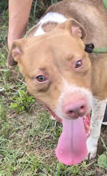 Claire -  American Staffordshire Terrier Dog for Adoption in Jackson, Mississippi - Claire | PetCurious