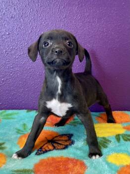 Mint Chip -  Chihuahua Dog for Adoption in Jamestown, California - Mint Chip | PetCurious
