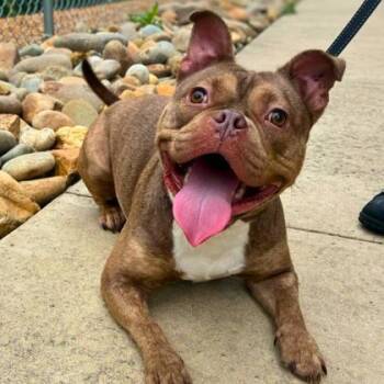 Jigglypuff -  Pug and Mixed Breed Dog for Adoption in Gastonia, North Carolina - Jigglypuff | PetCurious
