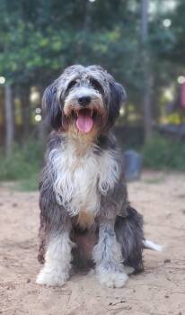 Rescue Border Collie and Poodle Dogs for Adoption in Nokomis, Florida - Sally | PetCurious