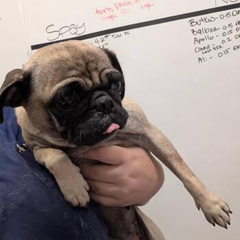 Maggie -  Pug Dog for Adoption in Chico, California - Maggie | PetCurious