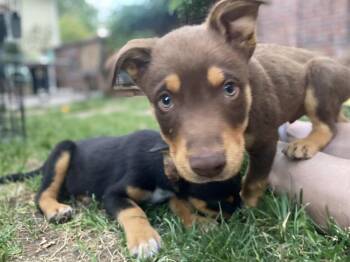 Logan -  Shepherd Dog for Adoption in Lafayette, Colorado - Logan | PetCurious