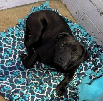 Pit Bull Terrier Dogs Available for Adoption - Vader  | PetCurious