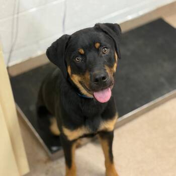 Tater Tot -  Rottweiler and Mixed Breed Dog for Adoption in Ardmore, Oklahoma - Tater Tot | PetCurious