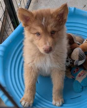 Husky Dogs Available for Adoption in Los Angeles, California - Karamel-mel | PetCurious