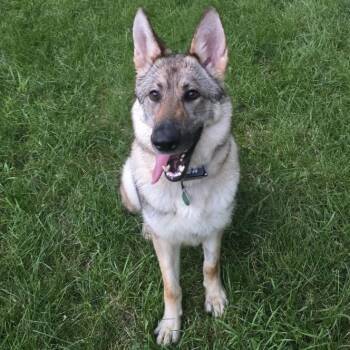 Delphine -  Shepherd and Mixed Breed Dog for Adoption in Buffalo, Minnesota - Delphine | PetCurious