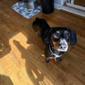 Gino -  Miniature Dachshund Dog for Adoption in Oceanside, New York - Gino | PetCurious
