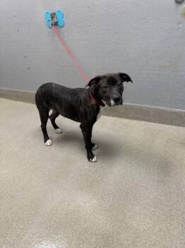 Rescue Pit Bull Terrier Dogs for Adoption in Las Vegas, Nevada - RAZZLE DAZZLE ROSE | PetCurious