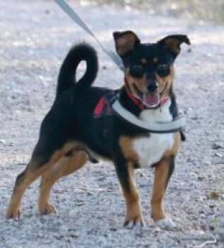 Finley -  Mixed Breed Dog for Adoption in West Chester, Pennsylvania - Finley | PetCurious