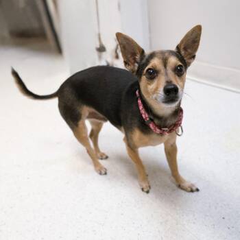 Chihuahua and Beagle Dogs Available for Adoption in Cincinnati, Ohio - Bean | PetCurious